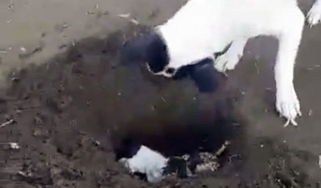 En medio de lágrimas, perrita cava tumba para enterrar a su cachorro muerto