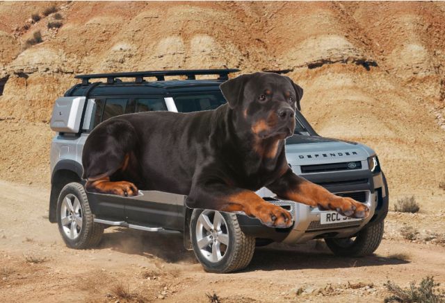 Land Rover, la nueva “marca” de perros que los hará reír a carcajadas