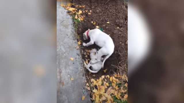 Perro intenta reanimar a su hermano mientras su dueño lo sepulta