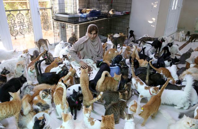 Mujer jubilada adoptó más de 500 gatos callejeros en su casa