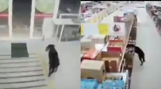 En video: un perro entra a una tienda D1 y se roba una bolsa de concentrado