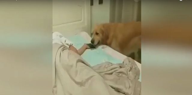 Video: perro cobijó a su dueño y le apago la luz para que él durmiera