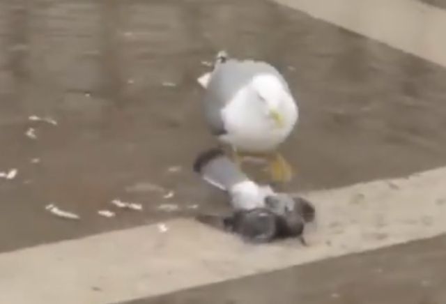 ¡Aterrador! Gaviota devora a una paloma viva y se ‘burla’ mientras lo hace