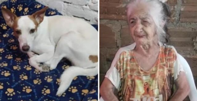 “Estoy desesperada por él”: En medio del llanto, abuelita pide ayuda para encontrar a su perro