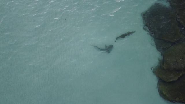 ¡Aterrador! Captan a un tiburón intentado devorarse a un enorme cocodrilo
