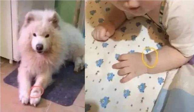 Mujer asegura que su perro ‘reencarnó’ en su bebé recién nacido