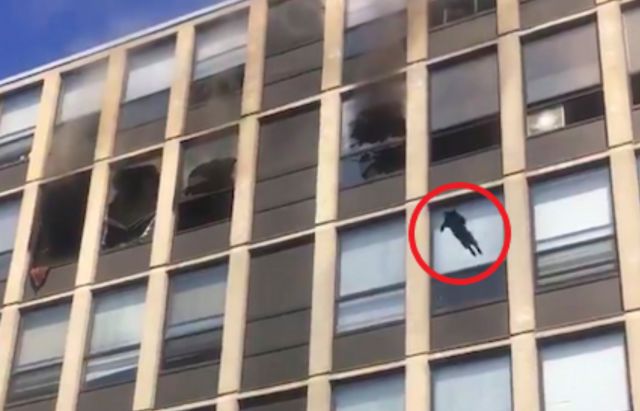Gato salta desde el quinto piso de un edificio en llamas y no le pasa nada