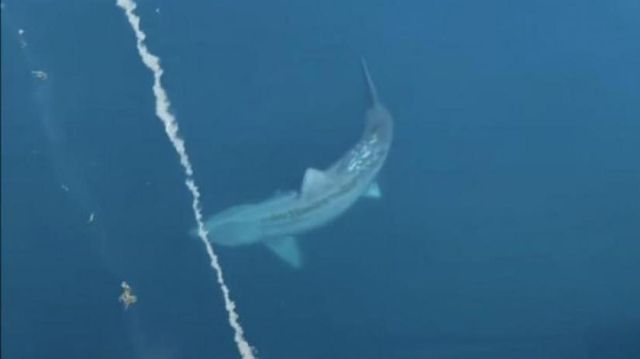 ¿Megalodón? Captan en video a enorme tiburón junto a un crucero