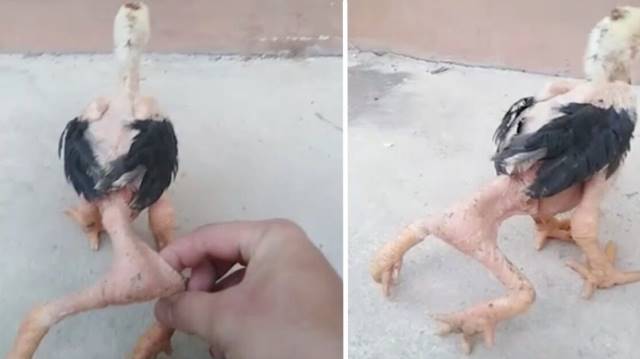 Extraña mutación: Viralizan video de un pollo con cuatro patas  