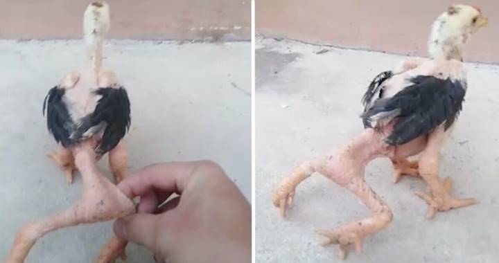 Extraña mutación: Viralizan video de un pollo con cuatro patas | Tendencias  | LOS40 Colombia