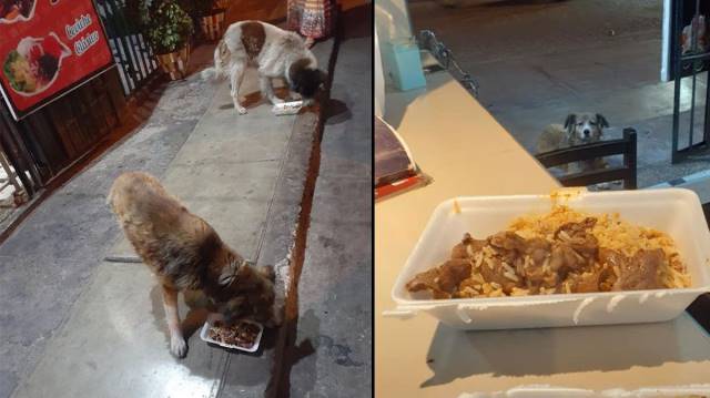 Dueño de restaurante alimenta a perros callejeros con menú de alta calidad 