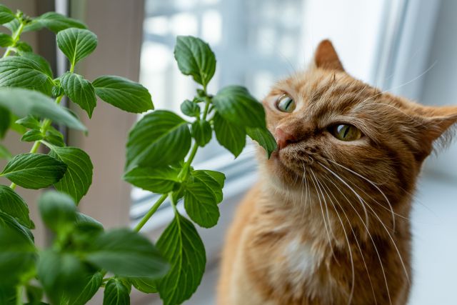 Los olores que resultan muy molestos para los gatos
