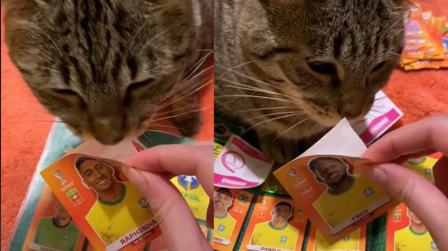 Gato futbolero: el minino que ayuda a su dueña con las láminas del álbum del mundial