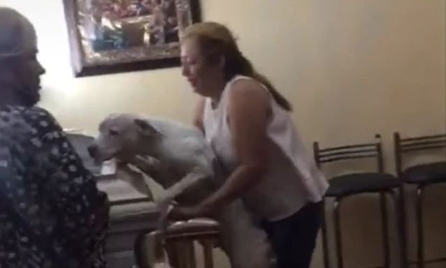 Conmovedor video de un perrita despidiéndose de su fallecido dueño