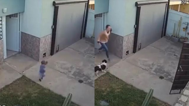 Niño se escapa y perros salen en su rescate