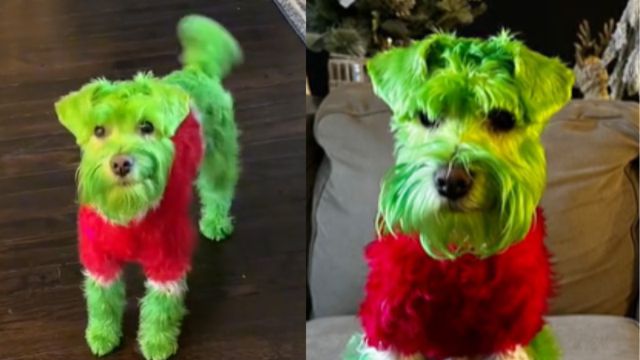 Mujer le pintó el pelo a su perro para que pareciera ‘Grinch’, pero la acusaron de maltrato animal