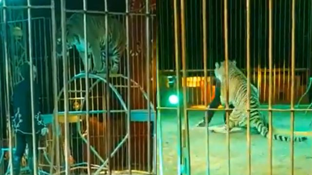 Video: un tigre atacó brutalmente a su domador durante show en circo