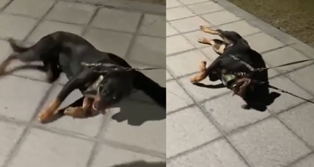 Viral: Perro se hace el ‘muerto’ para seguir jugando en el parque