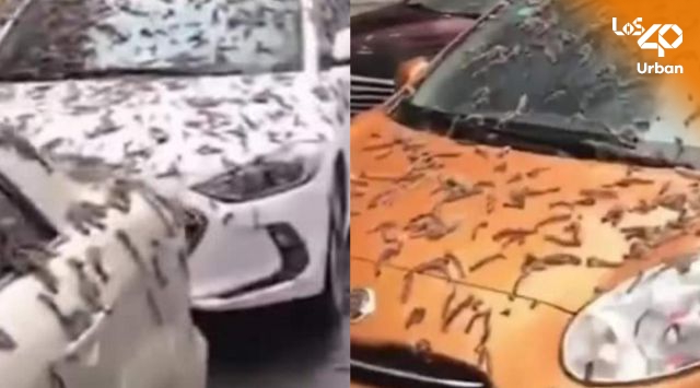 ¡Aterrador! video de una misteriosa ‘lluvia de gusanos’ se vuelve viral en redes