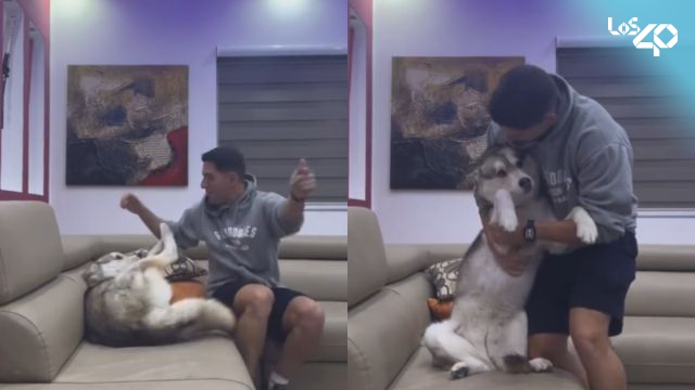 “Y el Oscar es para…”: perro Husky se hace viral por hacerle berrinche a su dueño