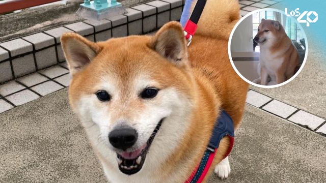 Murió ‘Cheems’, el perrito viral, y usuarios lo despiden con emotivos memes