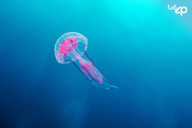 Ojo al dato: ¿Por qué estamos viendo más medusas en las playas?